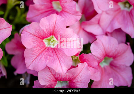 Closeup Schuß von Rosa petunia Blumen als Hintergrund Stockfoto