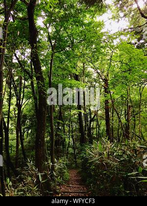 Schmutz-Wanderweg inmitten von Bäumen und Pflanzen im Wald