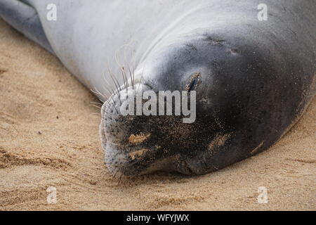 Hawaiianische Mönchsrobbe ruht am Poipu Beach in Kauai. Die Mönchsrobbe, eine bedrohte Art, schläft oft stundenlang im Sand. Stockfoto