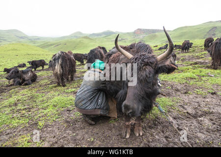 Yak Melken, tibetischen Plateau, Tibet, China Stockfoto