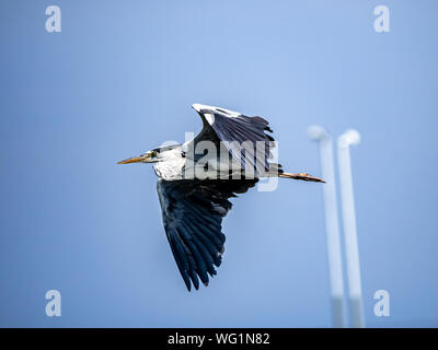 Eine östliche Graureiher Ardea cinerea jouyi, fliegt über die Tama River in der Nähe von Kawasaki, Japan. Stockfoto