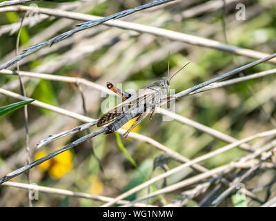 Eine japanische wandernden Heuschrecke, Locusta migratoria manilensis, in der langen Grasstreifen am Tama-fluss in Kawasaki, Japan. Stockfoto