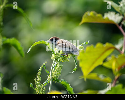 Eine eurasische tree Sparrow, Passer montanus, ruht auf hohen Bürste entlang der Tama-fluss in Kawasaki, Japan Stockfoto