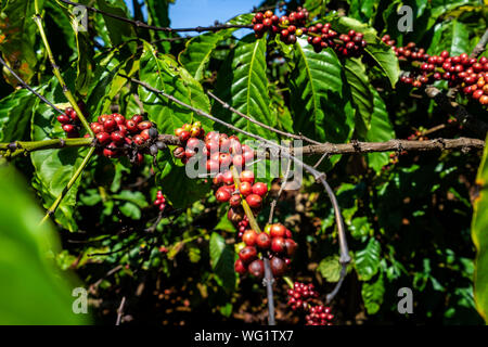 Robusta und Arabica Beeren auf Baum im Hof, Gia Lai, Vietnam Stockfoto