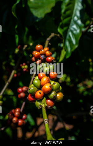 Robusta und Arabica Beeren auf Baum im Hof, Gia Lai, Vietnam Stockfoto