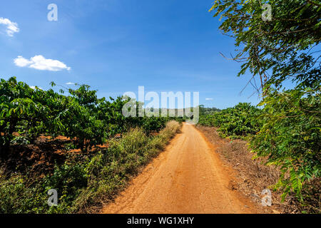 Robusta und Arabica Kaffee Baum mit Blättern in der Coffee Farm. Gia Lai, Vietnam Stockfoto