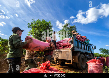 Bauer Ernte Robusta und Arabica Beeren in Bauernhof, Gia Lai, Vietnam Stockfoto