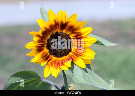 Nahaufnahme eines großen Sonnenblumen mit roten und gelben Blütenblättern ergeben. Stockfoto