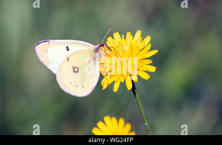 Nahaufnahme des getrübt Schwefel Schmetterling (Colias philodice) auf gelbe Blüte im Herbst, Ontario, Kanada. Stockfoto