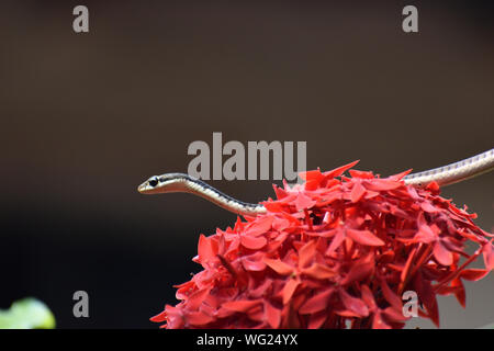 Blume und Schlange unter Wald Stockfoto