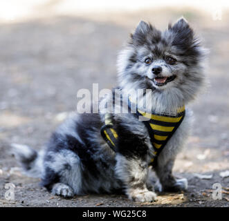Nach Schwarzen und Weißen weiblichen Pomeranian Portrait Stockfoto