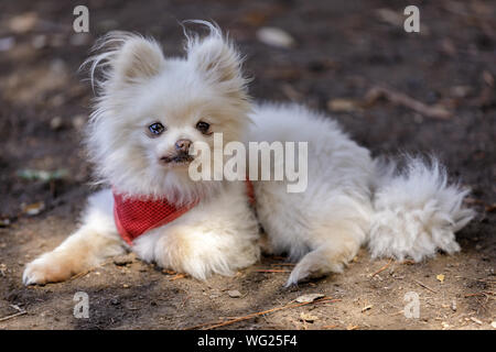Nach weiße Frau Pomeranian Portrait. Stockfoto