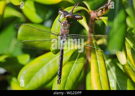 Weniger Emperor dragonfly Latin Anax Parthenope Fütterung auf ein pittosporum Tobira, mock orange, Japanisch cheesewood oder australischen Lorbeerblatt Stockfoto