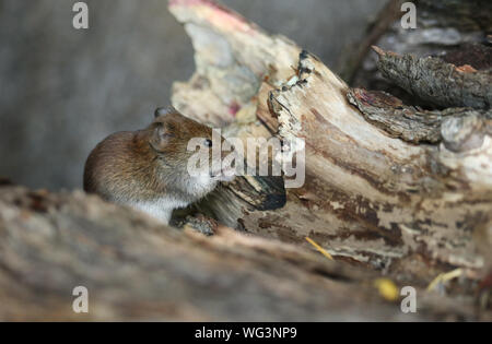 Eine süße wilde Bank Vole, Myodes glareolus Nahrungssuche für Lebensmittel in einem Protokoll Haufen am Rand des Waldes in Großbritannien. Stockfoto