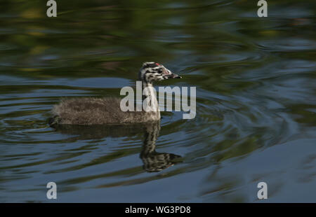 Ein niedliches Baby Haubentaucher, Podiceps cristatus, Schwimmen in einem schnell fliessenden Fluss in Großbritannien. Stockfoto