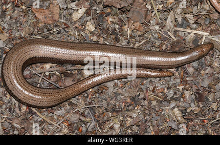 Eine Anguis fragilis, oder langsam Wurm Aufwärmen auf dem Waldboden vor der Jagd. Stockfoto