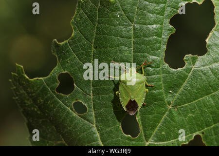 Eine gemeinsame Green Shieldbug, Palomena prasina, hocken auf einem Blatt im Waldland in Großbritannien. Stockfoto