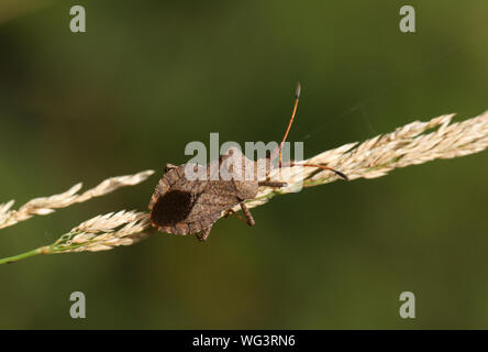 Ein Dock Bug, Coreus marginatus, hocken auf einem grassamen Kopf in einer Wiese. Stockfoto