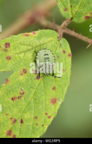 Eine gemeinsame Green Shieldbug, Palomena prasina, nymth hocken auf einem Blatt am Rand des Waldes in Großbritannien. Stockfoto