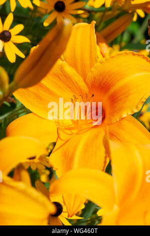 Hemerocallis Burning Daylight (Tag Lily). Sedgwick Gärten auf Long Hill Estate, in Beverly, MA Stockfoto