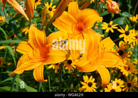 Hemerocallis Burning Daylight (Tag Lily). Sedgwick Gärten auf Long Hill Estate, in Beverly, MA Stockfoto