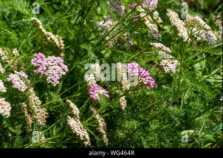 Schafgarbe (Achillea millefolium). Sedgwick Gärten auf Long Hill Estate, in Beverly, MA Stockfoto
