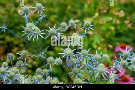 Sea Holly (eryngium) Blumen. Sedgwick Gärten auf Long Hill Estate, in Beverly, MA Stockfoto