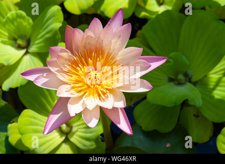 Seerose (Nymphaea Anziehung) und Wasser Salat (muschelblumen Stratiotes). Lily Pond an Sedgwick Gärten auf Long Hill Estate, in Beverly, MA Stockfoto