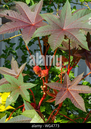 Wunderbaum (Ricinus communis 'Carmencita'). Blättern, Stängeln und Früchten. Sedgwick Gärten auf Long Hill Estate, in Beverly, MA Stockfoto