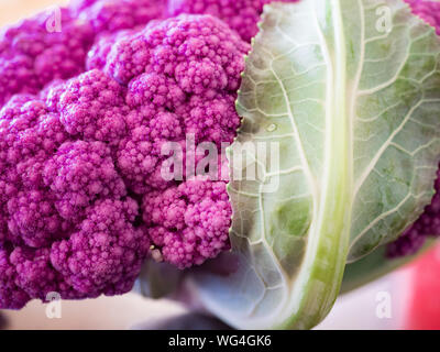 Nahaufnahme der Organischen lila Blumenkohl von Farmer's Market, Brassica oleracea var. botrytis, Zugehörigkeit zu der Anlage um Capparales, bekommt Farbe Stockfoto
