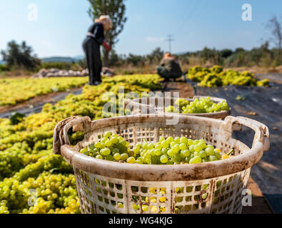 Grape Picking und zur Festlegung von Verfahren zur Herstellung von Rosinen Stockfoto