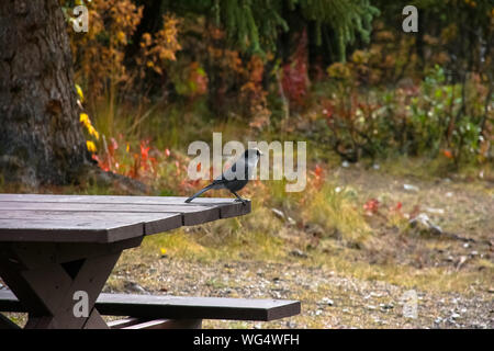 Grau Jay sitzt auf einem Picknick Tisch in Denali National Park, Alaska Stockfoto