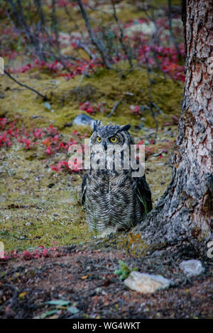 Nahaufnahme einer großen gehörnten Eule sitzen auf dem Waldboden, Beobachten, Denali National Park, Alaska Stockfoto