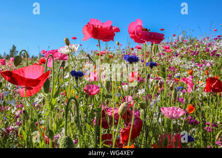 Nahaufnahme von Wildblumen mit Sonnenlicht, in der Kenai Halbinsel, Alaska Stockfoto