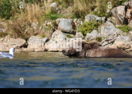 Nahaufnahme eines Alaskan Brown bear (Grizzly) schwimmen im Wasser, mit Blick auf eine Möwe, Moraine Creek, Katmai National Park, Alaska Stockfoto