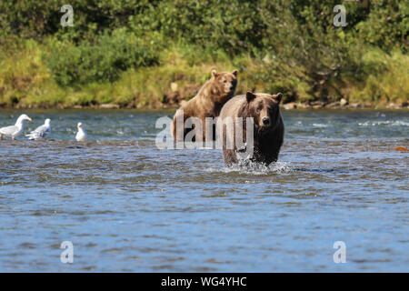 Zwei alaskische Bären (Grizzly) gehen und sitzen, Moraine Creek, Katmai National Park, Alaska Stockfoto