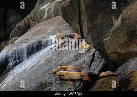 Gruppe der Stellaren Seelöwen ruht auf Felsen, Kenai Fjords National Park, Alaska Stockfoto