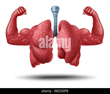 Starke gesunde menschliche Lungen und leistungsfähiges Herz-Kreislauf mit Muskel Bizeps in einer 3D-Darstellung. Stockfoto