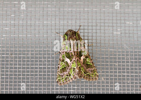 Melde motte Latin trachea atriplicis eine Art noctuid Moth in Ruhe auf einem Bildschirm in Mittelitalien ein kontinentales Motte selten in Großbritannien gesehen Stockfoto