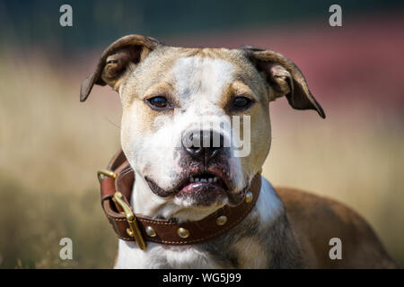 Porträt einer 8 Monate alten Bulldogge an einem sonnigen Tag Stockfoto