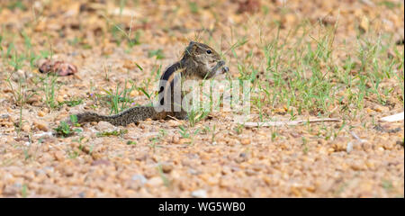 Schön Chipmunk Essen Stockfoto