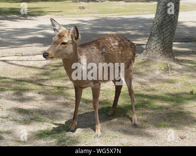 Rotwild in Nara Park, Nara, Japan Stockfoto