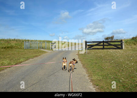 Rückansicht der beiden französischen Buldog Hunde an der langen Leine zu Fuß durch den Nationalpark 'De Muy" in den Niederlanden auf der Insel Texel. Stockfoto