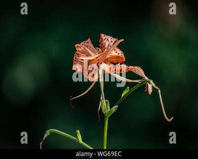 Eine orange Tiger Lily blüht in einem Naturpark in Yokohama, Japan. Stockfoto