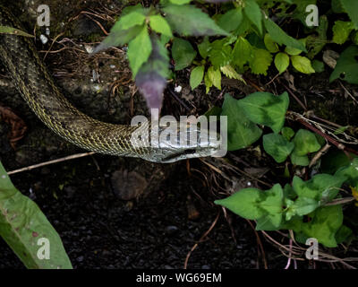 Eine japanische Ratte Schlange, Elaphe climacophora, slithers entlang der Seite des kleinen Oberlauf des Flusses Izumi in Yokohama, Japan. Stockfoto