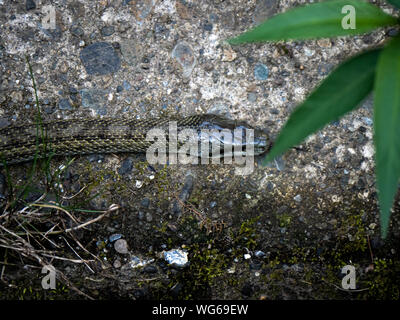 Eine japanische Ratte Schlange, Elaphe climacophora, slithers entlang der Seite des kleinen Oberlauf des Flusses Izumi in Yokohama, Japan. Stockfoto