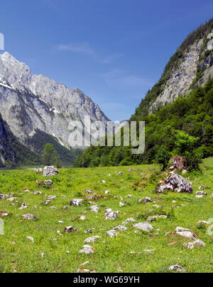 Grüne Wiese in den Alpen Berg. Deutschland Bayern. Sommer Landschaft Stockfoto