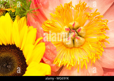 Nahaufnahme einer rosa öffnen Päonien im Bouquet mit einer Sonnenblume. Stockfoto