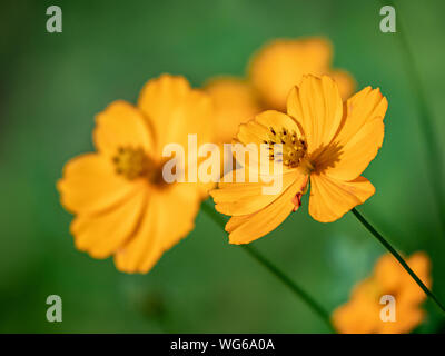 Orange Schwefel cosmos Blumen, Cosmos sulfureus, Blüte in einem Garten in einem Park in Yokohama, Japan Stockfoto