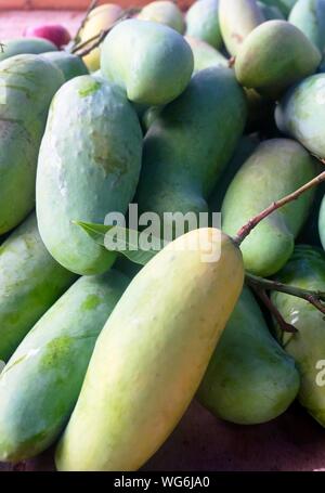 Stapel der Frische reife Mango und Unreife Mango auf der Fruit Shop. Die nationalen Obst von Indien, Pakistan und Der Nationalbaum von Bangladesch. Stockfoto